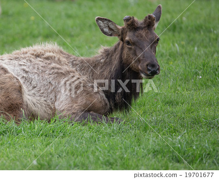 California Coastal Elk California Coastal Elk 19701677