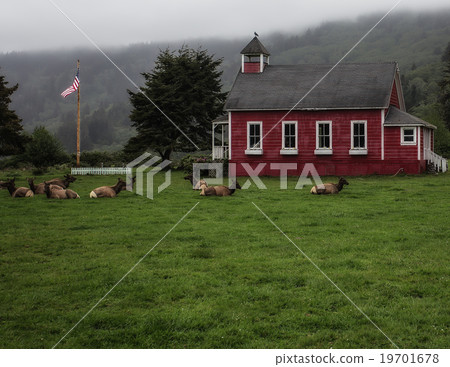 California Coastal Elk California Coastal Elk 19701678