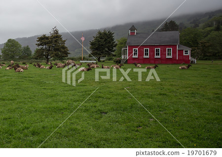 California Coastal Elk California Coastal Elk 19701679