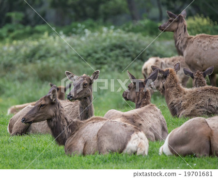 California Coastal Elk California Coastal Elk 19701681