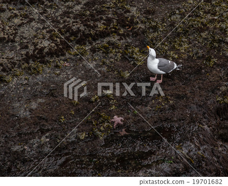 Bird and Starfish Bird and Starfish 19701682