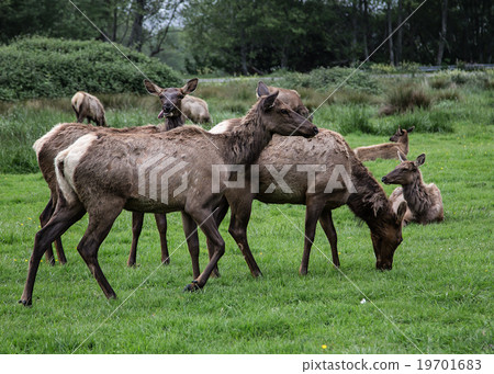 California Coastal Elk California Coastal Elk 19701683