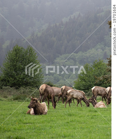 California Coastal Elk California Coastal Elk 19701684