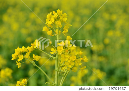 強姦開花 強姦開花 19701687