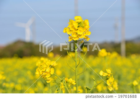 強姦開花 強姦開花 19701688