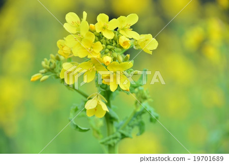 強姦開花 強姦開花 19701689