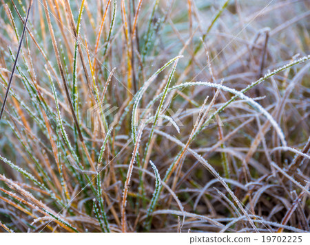 Frosty foliage in the forest Frosty foliage in the forest 19702225