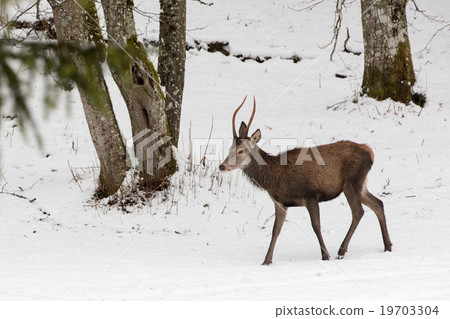 red deer on snow background 19703304