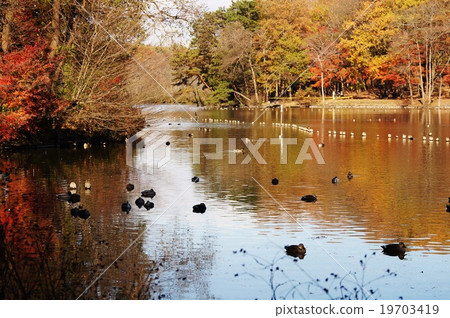 Inou公園的池塘 Inou公園的池塘 19703419