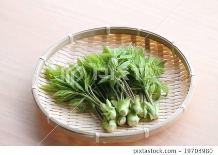 Kosi文胸被採取了 19703980