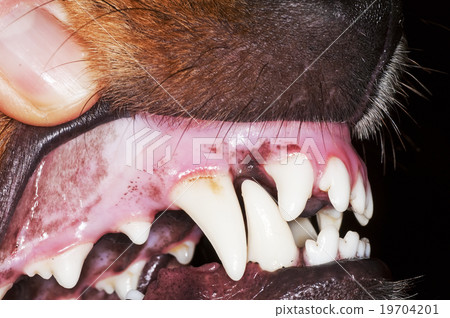 dog teeth 19704201