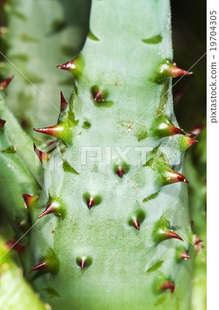 Cap Aloe with thorns 19704305