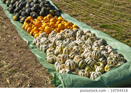 squash in different kinds squash in different kinds 19704416