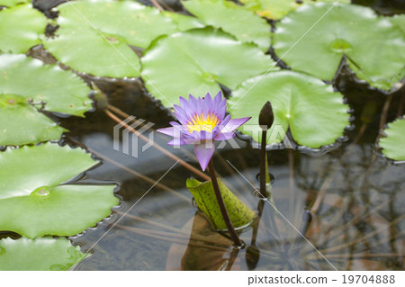 熱帶睡蓮 熱帶睡蓮 19704888