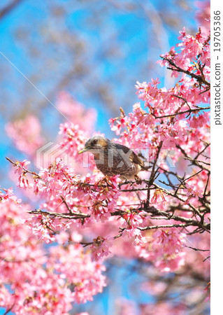 京都布朗耳bul 19705386