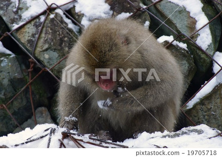 從Shibu溫泉吃雪的猴子,雪猴Jigokudani(Shikiya猴子公園) 從Shibu溫泉吃雪的猴子,雪猴Jigokudani(Shikiya猴子公園) 19705718