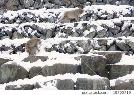 從Shibu溫泉的雪猴子Jigokudani(Jigokudani野生猴子公園) 從Shibu溫泉的雪猴子Jigokudani(Jigokudani野生猴子公園) 19705719