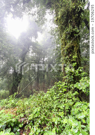 Tropical Rainforest Tropical Rainforest 19706295