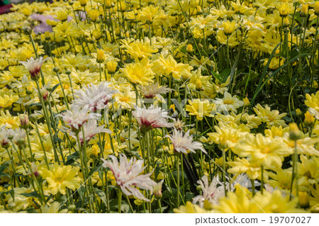 Event temperate woody at Uthai Thani, Thailand. 19707027