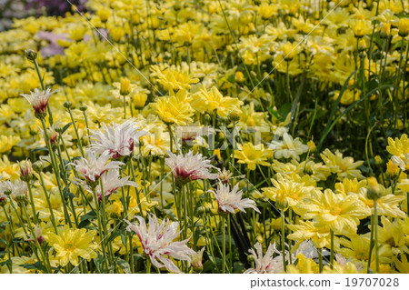 Event temperate woody at Uthai Thani, Thailand. 19707028