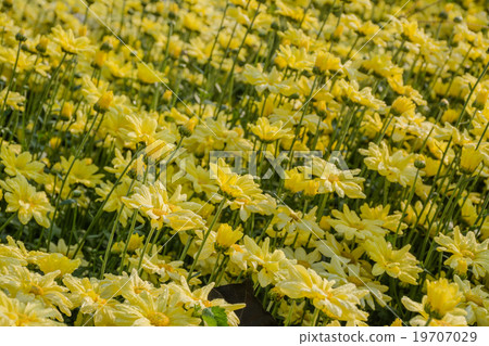 Event temperate woody at Uthai Thani, Thailand. 19707029