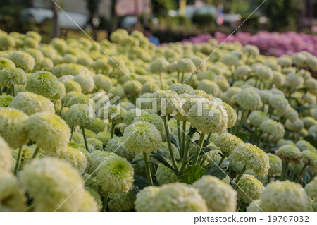 Event temperate woody at Uthai Thani, Thailand. Event temperate woody at Uthai Thani, Thailand. 19707032