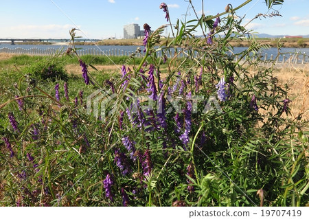 野花'Kusafuji'Kusafuji:春天的花朵,淀川河床№5 野花'Kusafuji'Kusafuji:春天的花朵,淀川河床№5 19707419