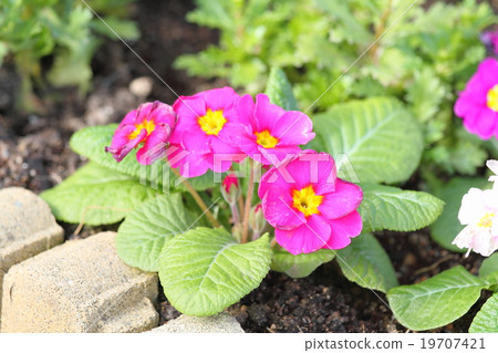 朱利安的花 19707421