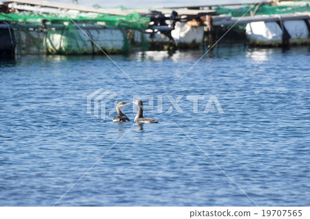 黑喉潛鳥 黑喉潛鳥 19707565