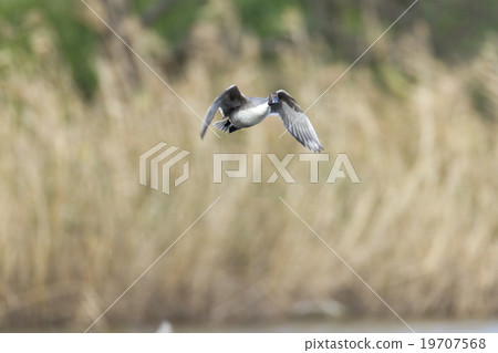 Pintail Pintail 19707568