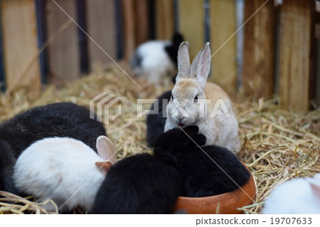 baby rabbits in variety colors on hay background 19707633