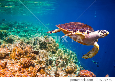 Hawksbill Turtle - Eretmochelys imbricata 19707670