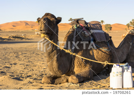 Merzouga desert camel Merzouga desert camel 19708261