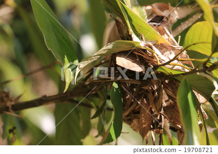 Murashiki Sajimi 19708721