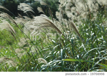 芒草 芒草 19708998
