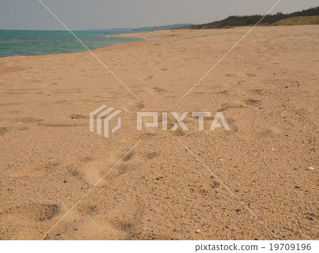 Beach 19709196