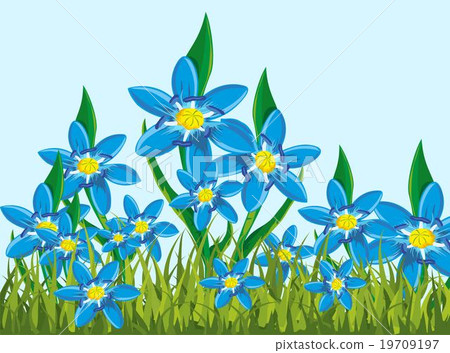 Illustration of s Scilla bifolia Illustration of s Scilla bifolia 19709197