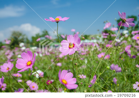 cosmos flower in the garden. 19709216
