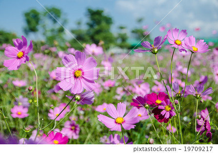 cosmos flower in the garden. 19709217