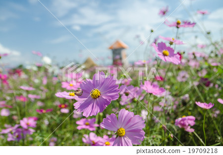 cosmos flower in the garden. 19709218
