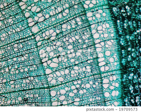 Pine Wood micrograph 19709573