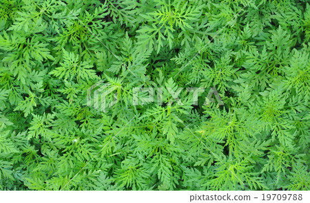 green grass nature background green grass nature background 19709788