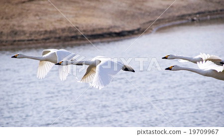 Sendai City Agricultural Horticulture Center Affected by Tsunami Couples Swiftly Couple Strong Swans Flinging from Onuma for Reconstruction 19709967