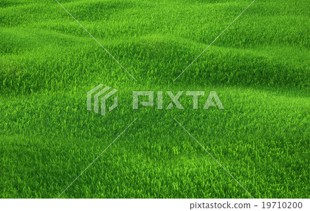 Green grass growing on hills with white background - Stock Illustration ...