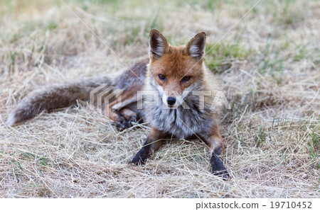 Fox , abruzzi, Italy Fox , abruzzi, Italy 19710452