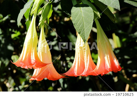 Angel Trumpets, Brugmansia, Datura Flower 19710625