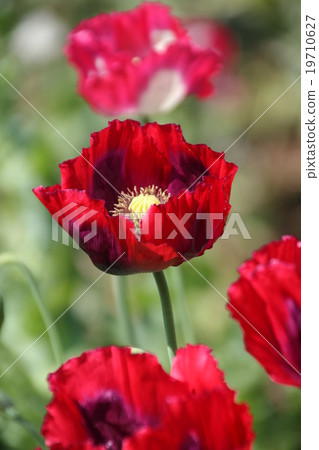 Red Opium Poppy 19710627