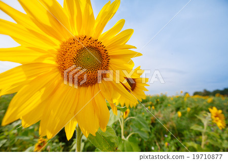 sunflowers at the field in summer 19710877