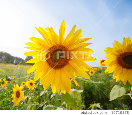 sunflowers at the field in summer 19710878