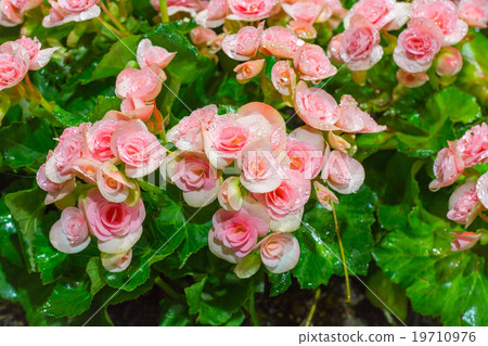 Pink Begonia flowers in the garden Pink Begonia flowers in the garden 19710976